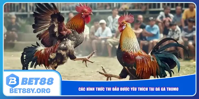 Các hình thức thi đấu được yêu thích tại đá gà Thomo