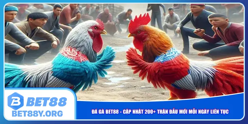 da-ga-bet88-cap-nhat-200-tran-dau-moi-moi-ngay-lien-tuc
