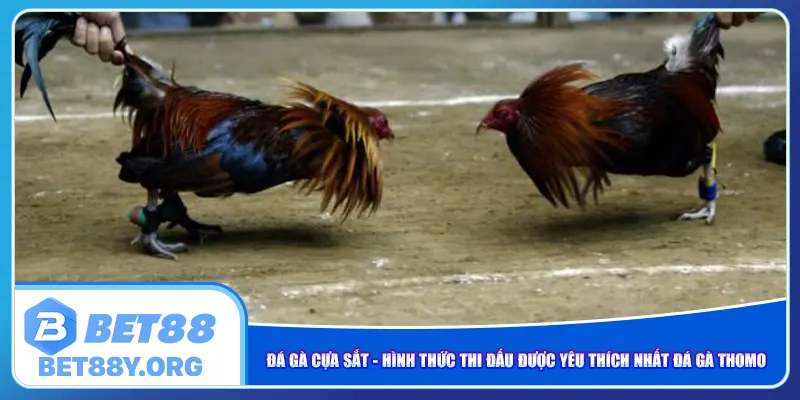 Đá gà cựa sắt - Hình thức được yêu thích nhất đá gà Thomo
