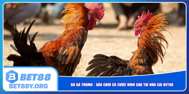 da-ga-thomo-san-choi-ca-cuoc-dinh-cao-tai-nha-cai-bet88