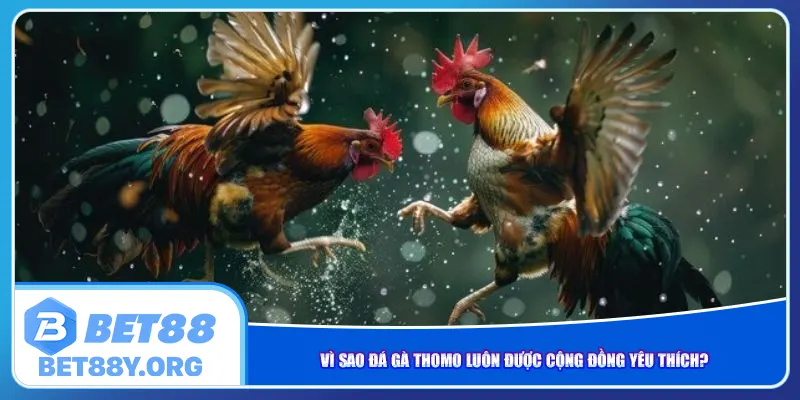 Vì sao đá gà Thomo luôn được cộng đồng yêu thích?
